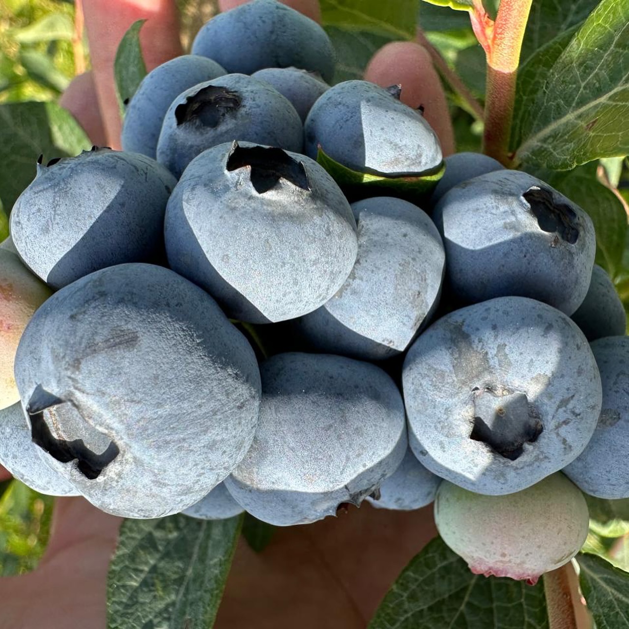 Golden Farms product