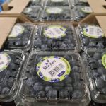 LTD Blue Bird Berries #1