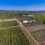 LTD West Best Blueberry Plant #1