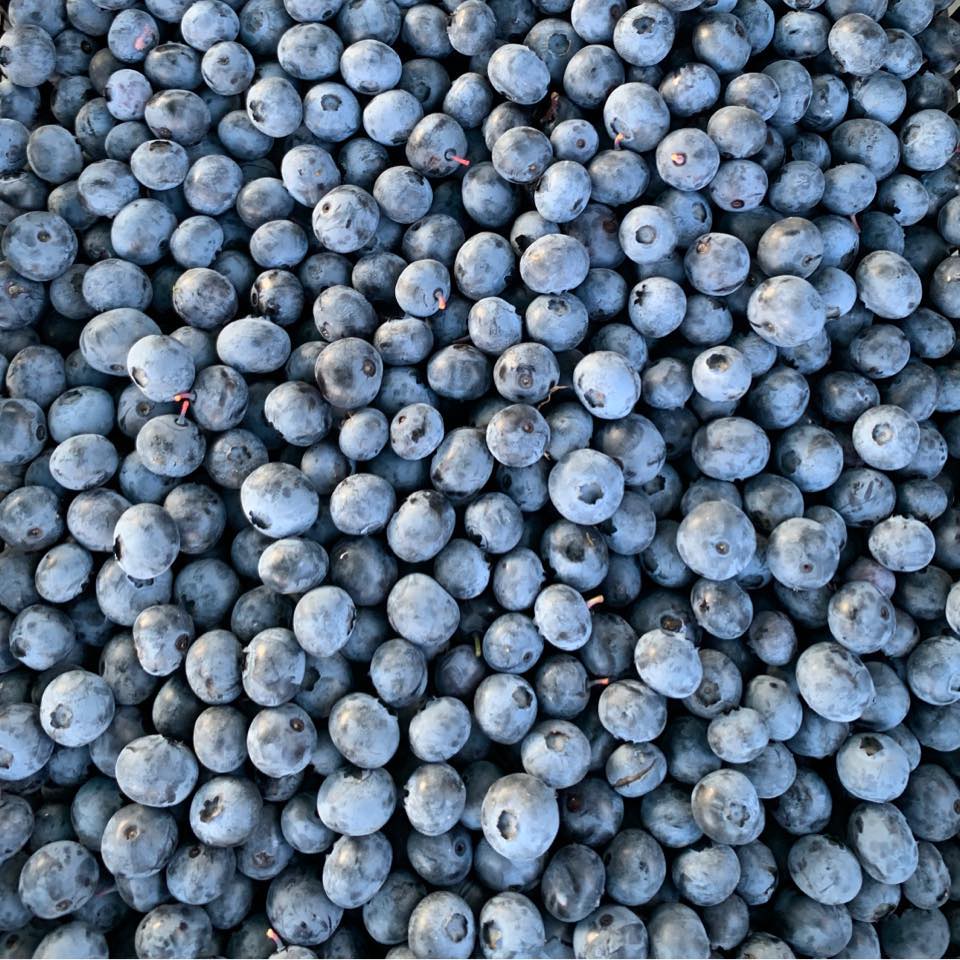 LTD West Best Blueberry Plant cover